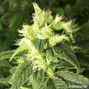 white skunk