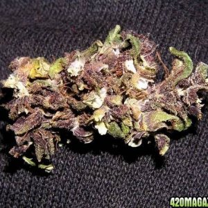 Purple Haze Bud