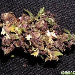 Purple Haze Bud