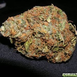 Hashberry Bud