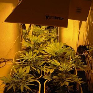 First_Grow_Day_55_004