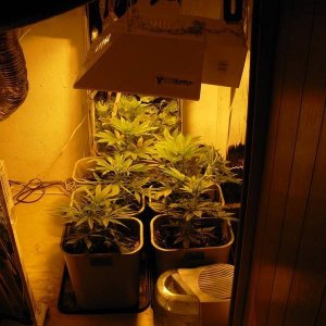 First_Grow_Day_55_005