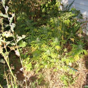 Outdoor plants