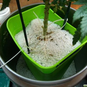 True up the plant hight, with more perlite, while it's still in the bucket