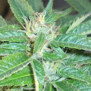 Woodsman Outdoors 10-15 Bubba_Kush1