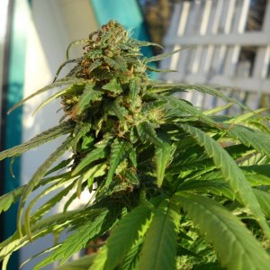 Woodsman Outdoors 10-15 Northern_Lights_5