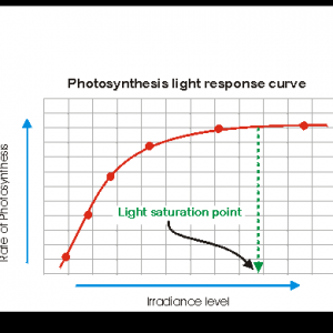 Light Saturation Response Curve-Plant Physiology