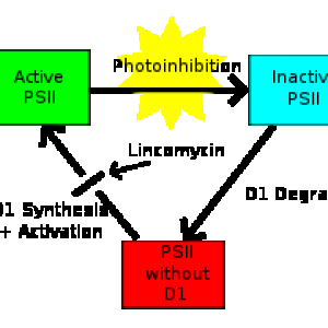 Photoinhibition and D1 Protein Synthesis