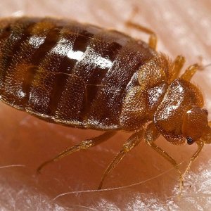 800px-Bed_bug%2C_Cimex_lectularius.jpg