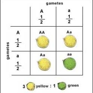 Cannabis-Genetics-101-Stabilising-a-strain-1.jpg