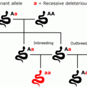 nnabis-Genetics-101-Stabilising-a-strain-2-250x167.gif