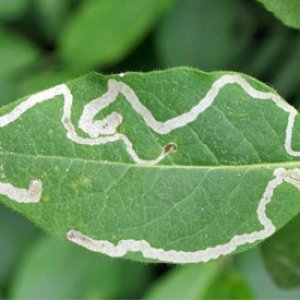 leafminer-damage.jpg