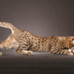 ocicat-ap-0ugm1v.jpg