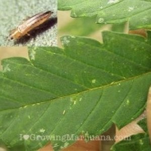 thrips-on-marijuana-plants2-246x224.jpg