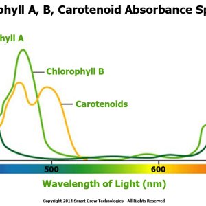 chlorohyll_a_b_carotenoids.jpg