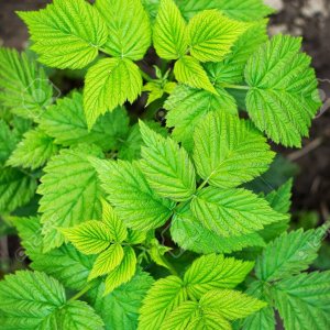 spring-bush-raspberry-bush-with-leaves-Stock-Photo.jpg