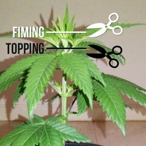 topping-fiming-sensiseeds-1.jpg