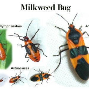 milkweed-bug-nymph-development.jpg