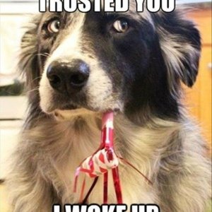 57ad9cc3860cfb97b5b29ced--funny-dogs-funny-animals.jpg