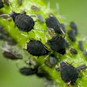 aphids-600x392.jpg