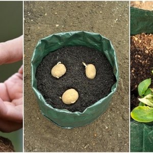 grow-potatoes-7-ways.jpg