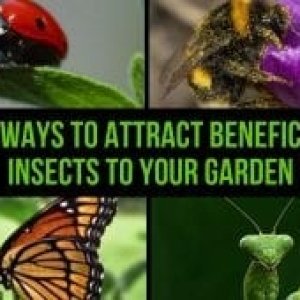 beneficial-insects-260x170.jpg