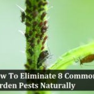 eliminate-garden-pests-260x170.jpg