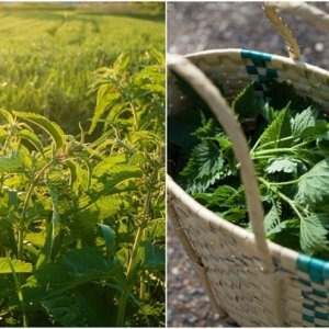 asons-Why-You-Should-Go-Pick-Nettles-Right-Now-2-3.jpg