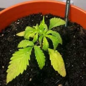 cannabis-seedling-that-has-been-over-watered-xsm.jpg