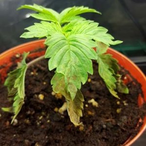 watered-seedling-looks-like-nutrient-deficiency-sm.jpg