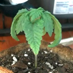 overwatered-marijuana-seedling.jpg