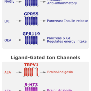 Endocannabinoid-receptors-1-341x1024.png