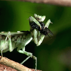 preying-mantis-animated-gif-6.gif