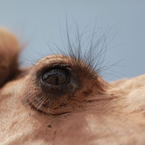 camel-eyelashes.jpg