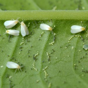 whitefly.jpg