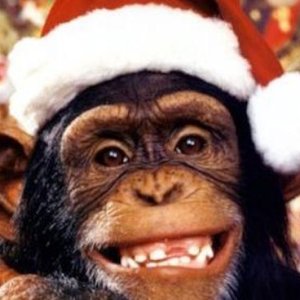 chimp%2Bxmas%2B1.jpg