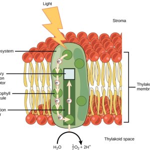 Figure_05_02_052.jpg