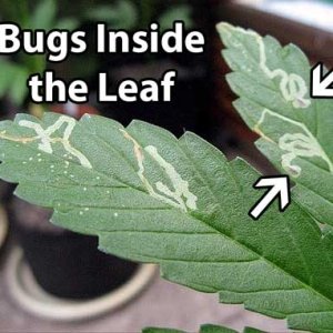 cannabis-leaf-miner-damage-sm.jpg