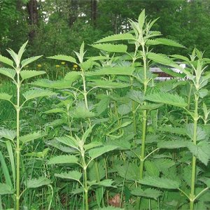 nettle1.jpg