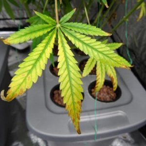 light-burn-leaf-cannabis-sm.jpg