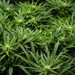 canopy-of-medical-marijuana-buds-flowering-sm.jpg