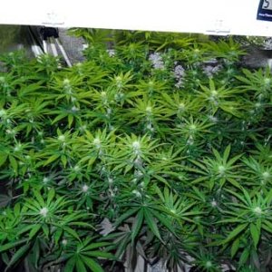 ny-colas-canopy-due-to-marijuana-plant-training-sm.jpg