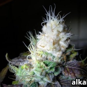 cannabis-light-bleaching-white-bud-tip-sm.jpg