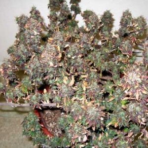 led-burnt-cannabis-buds-turned-red-sm.jpg