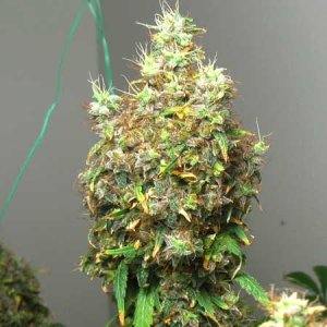 led-burnt-bud-sm.jpg