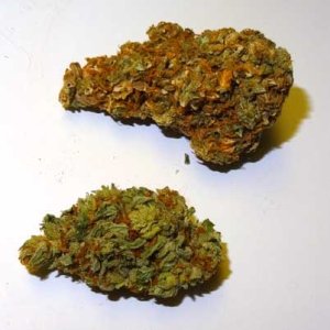 light-burn-bud-top-regular-bud-bottom-sm.jpg