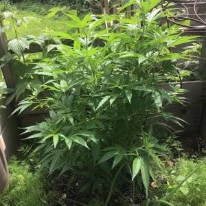 ity-pebbles-outdoor-clone-growcustomfruity-pebbles.jpg