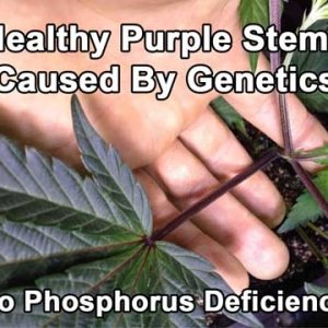 purple-stems-healthy-from-genetics-sm.jpg