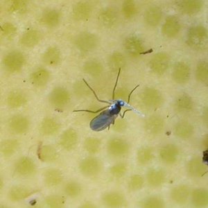 Fungus_Gnats1251.jpg