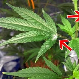 marijuana-powdery-white-mildew-bad-leaf-sm.jpg